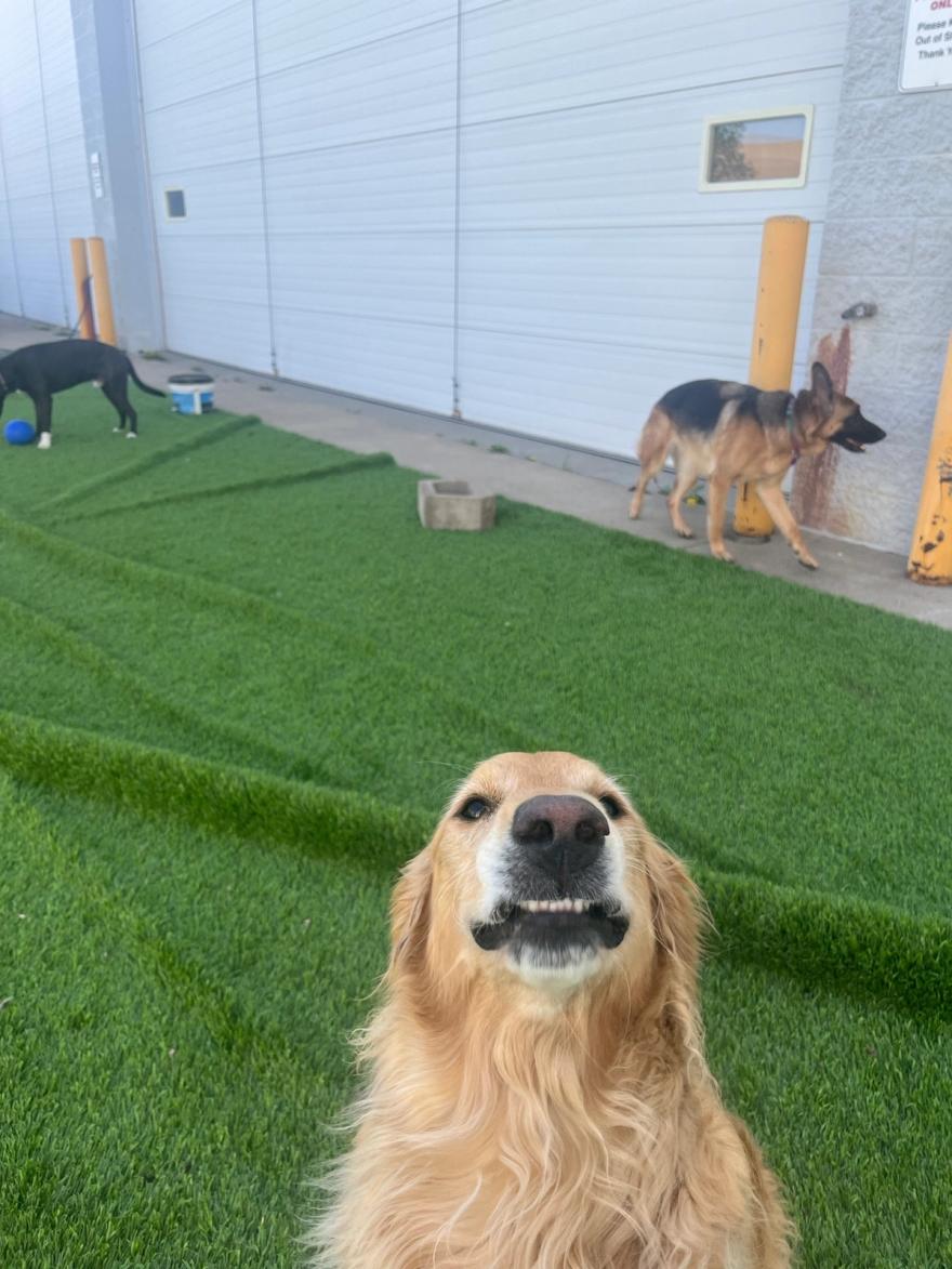 A golden retriever and German shepherd in the outdoor yard