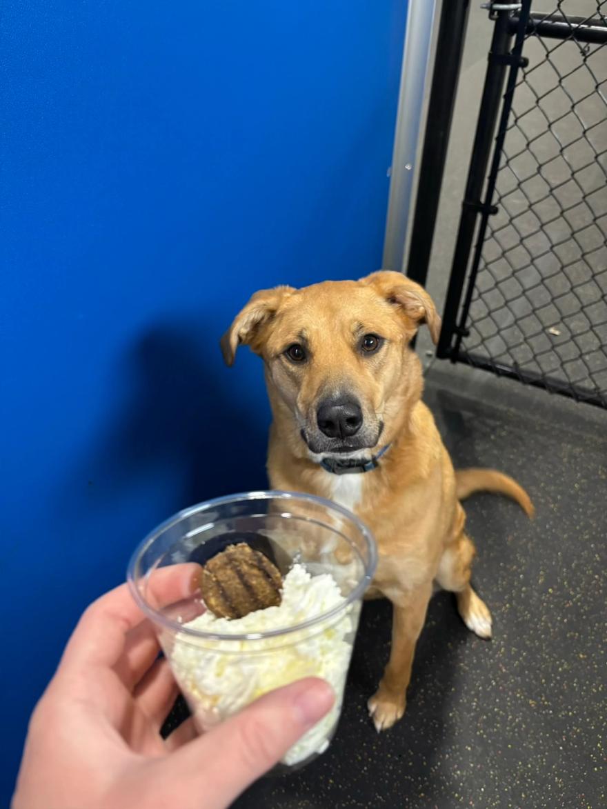 A dog enjoying a frozen enrichment treat during a boarding stay