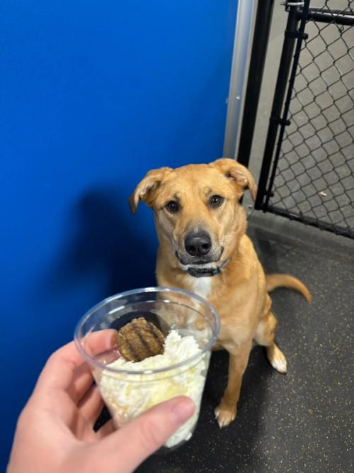 A dog enjoying a frozen enrichment treat during a boarding stay