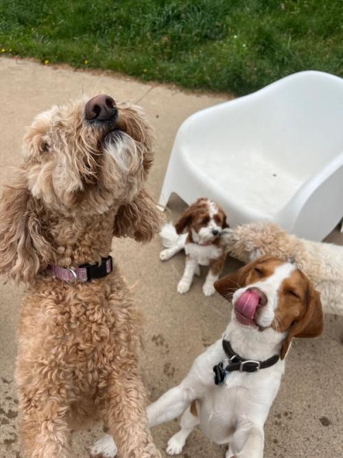 Dogs greeting the camera on the outdoor patio