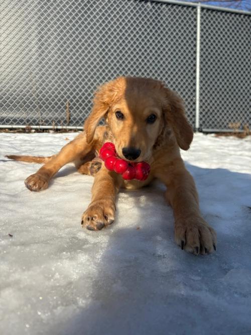 A golden retriever puppy playing with a toy in the snow