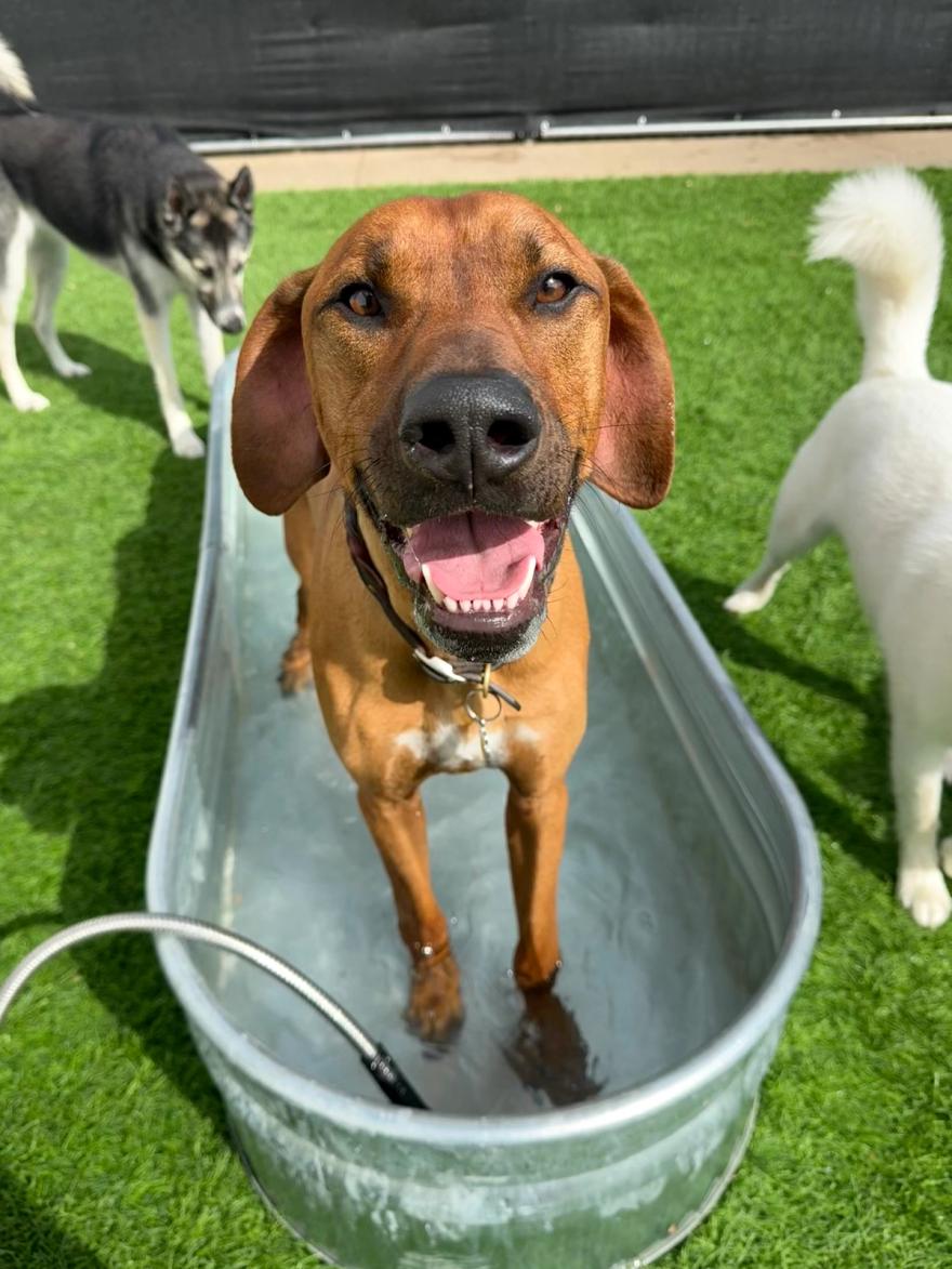 A happy dog cooling off in a water trough