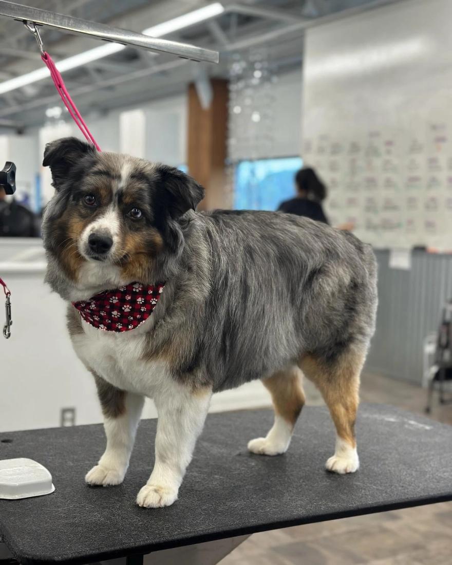 A groomer working with a dog