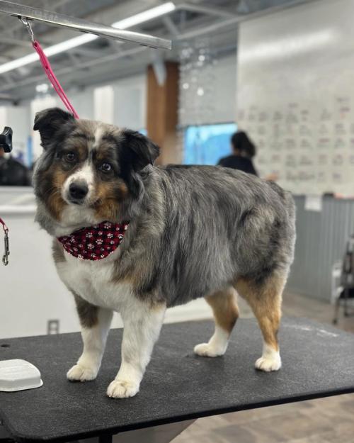 A Bernese mountain dog with a fresh bandana after grooming