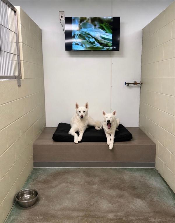Two dogs resting on a raised cot in a boarding suite