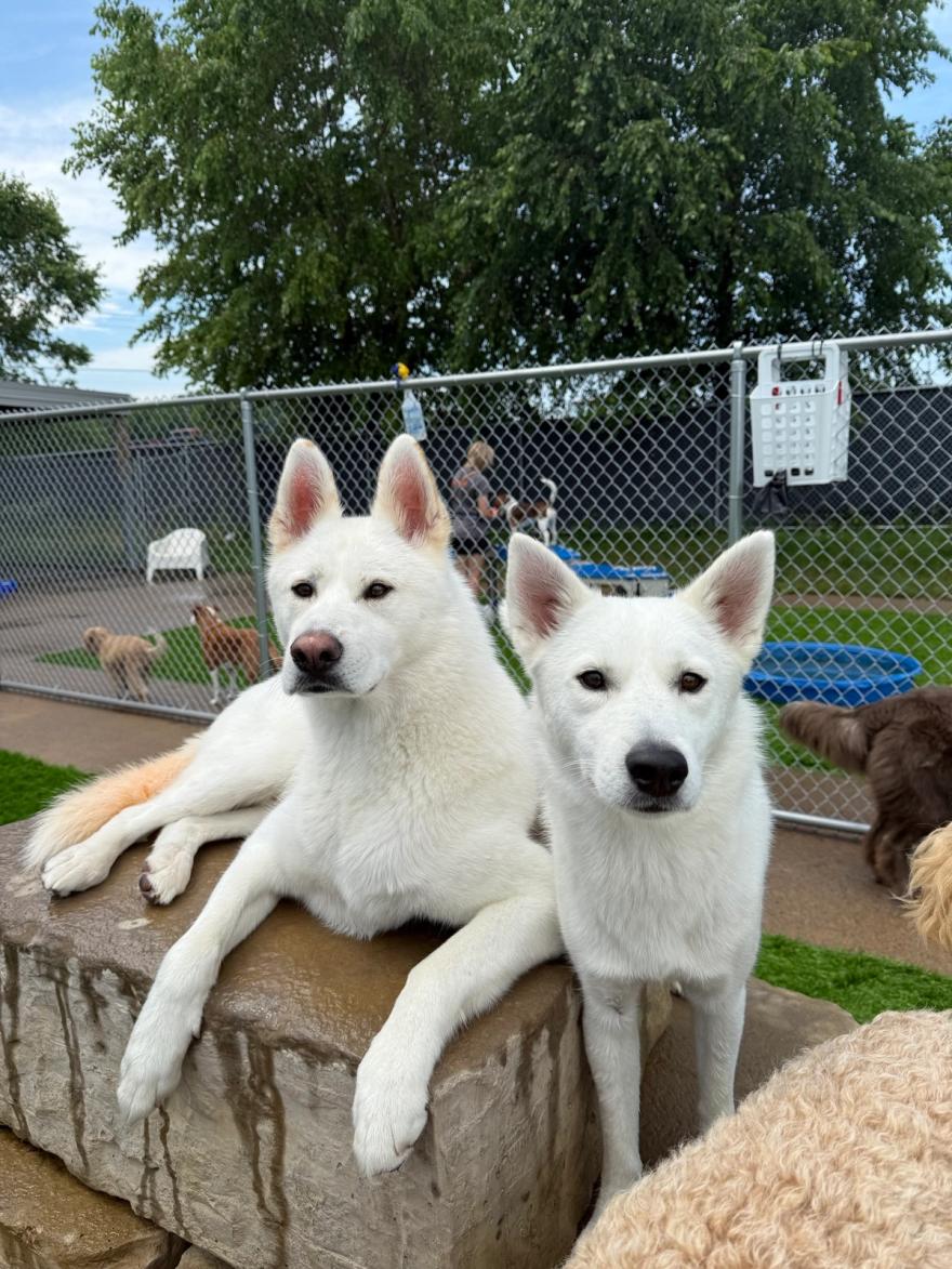 Two white huskies relaxing on a rock in the play yard