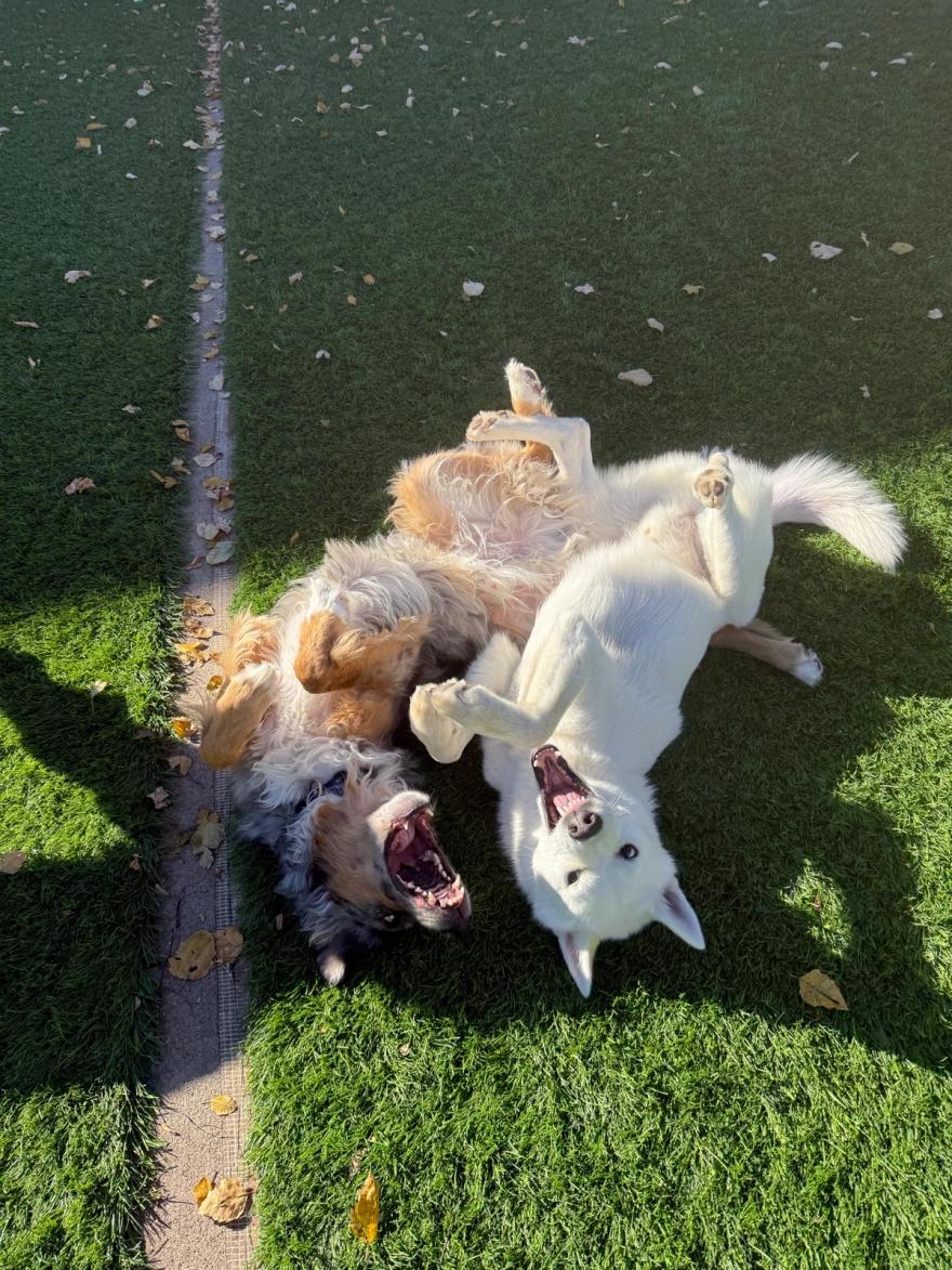 Two dogs happily play-wrestling on the turf