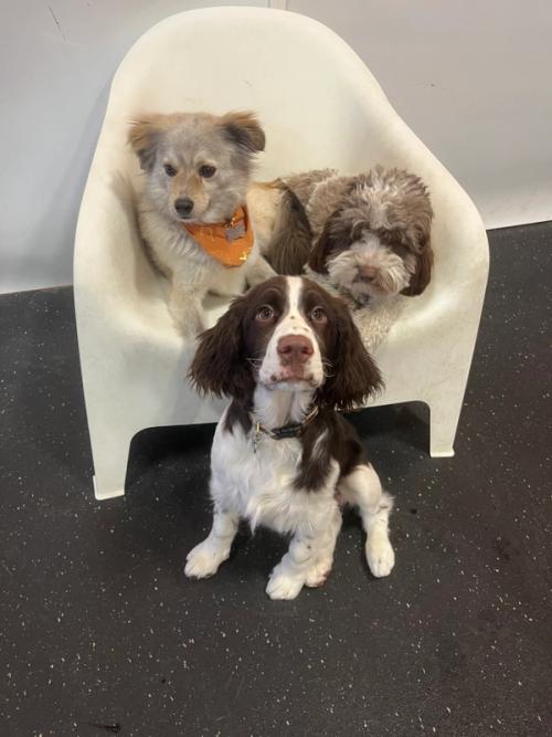 A sheltie and a springer spaniel sharing a play-yard chair