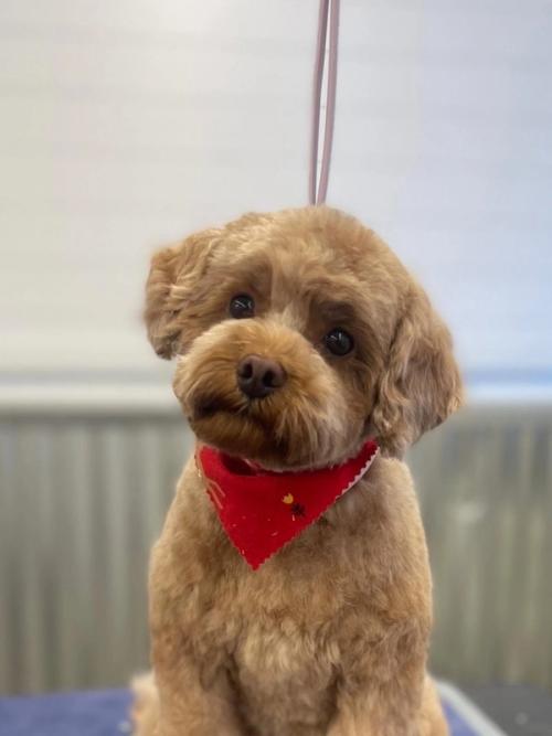 A golden retriever with a bright bandana after a grooming visit