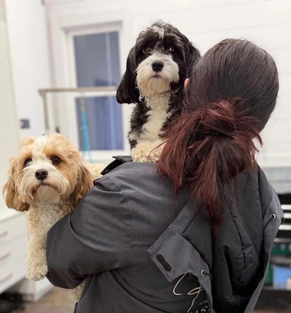 Rio Grooming School students and grooming dogs