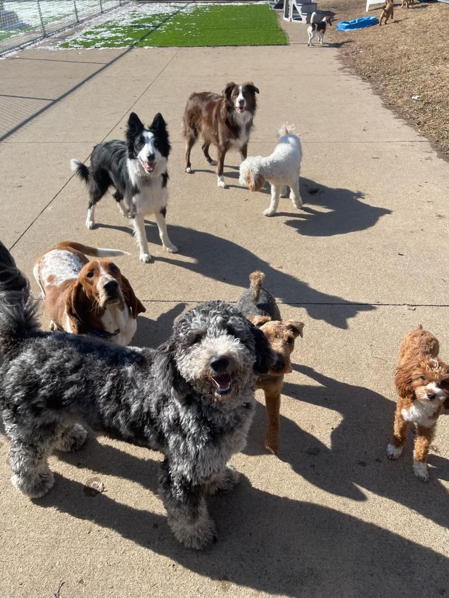 A pack of daycare dogs out together for group play