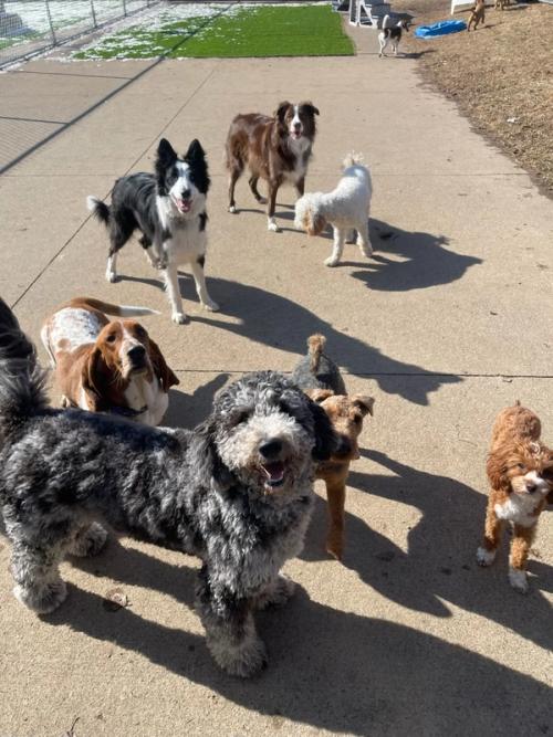 A pack of daycare dogs out together for group play