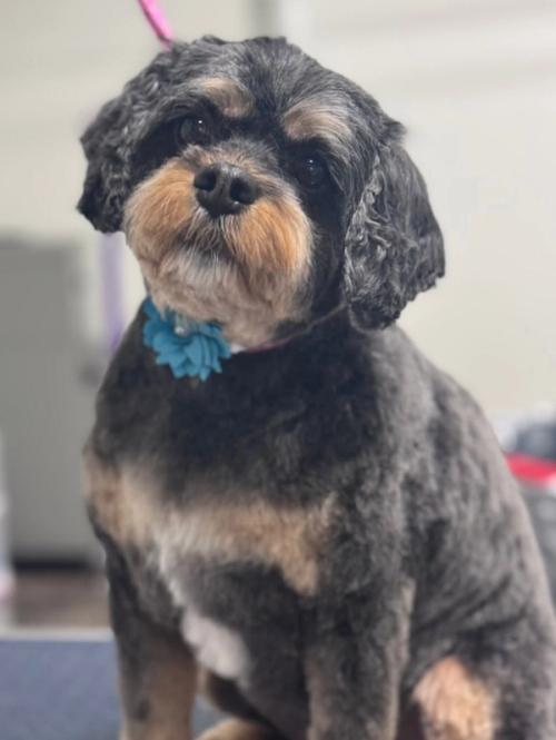 A toy poodle with a neat face trim and red bandana