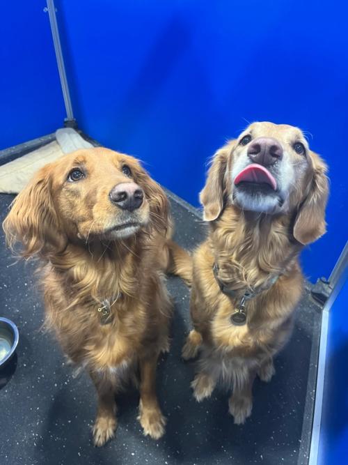 Two golden retrievers resting on a raised cot in a boarding suite