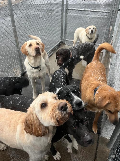 A pack of dogs enjoying winter play in the yard