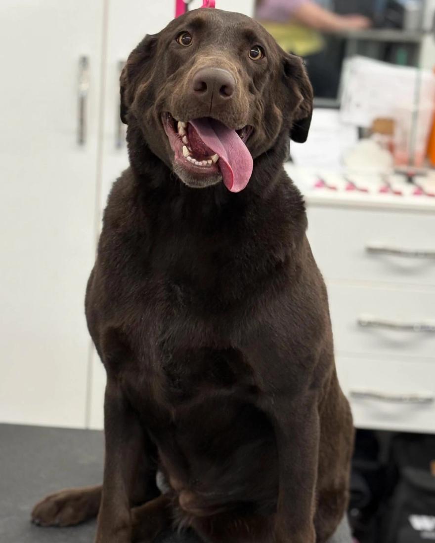 dog-2