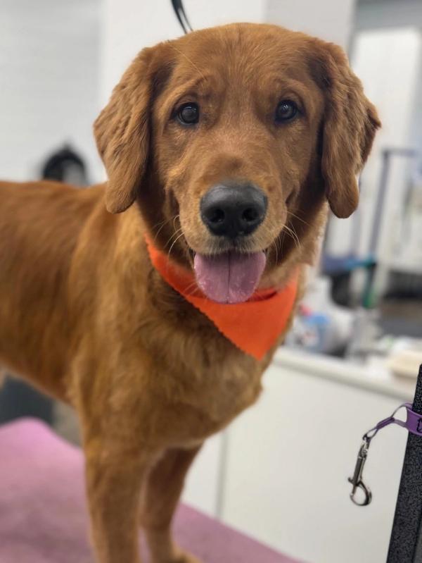 A goldendoodle with a freshly groomed teddy-bear trim at Riverside Pet Resort