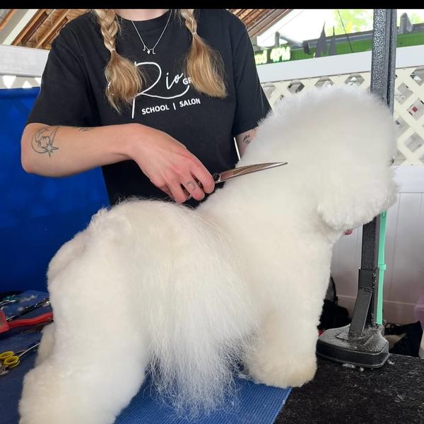 Dog on a grooming table at Rio Grooming School