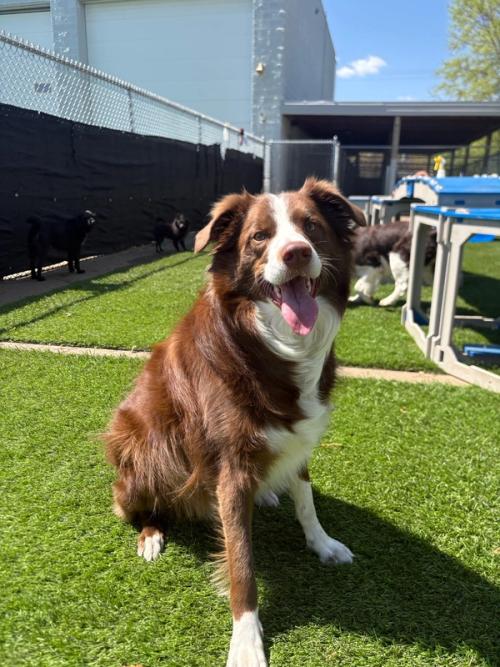A smiling border collie enjoying the daycare play yard