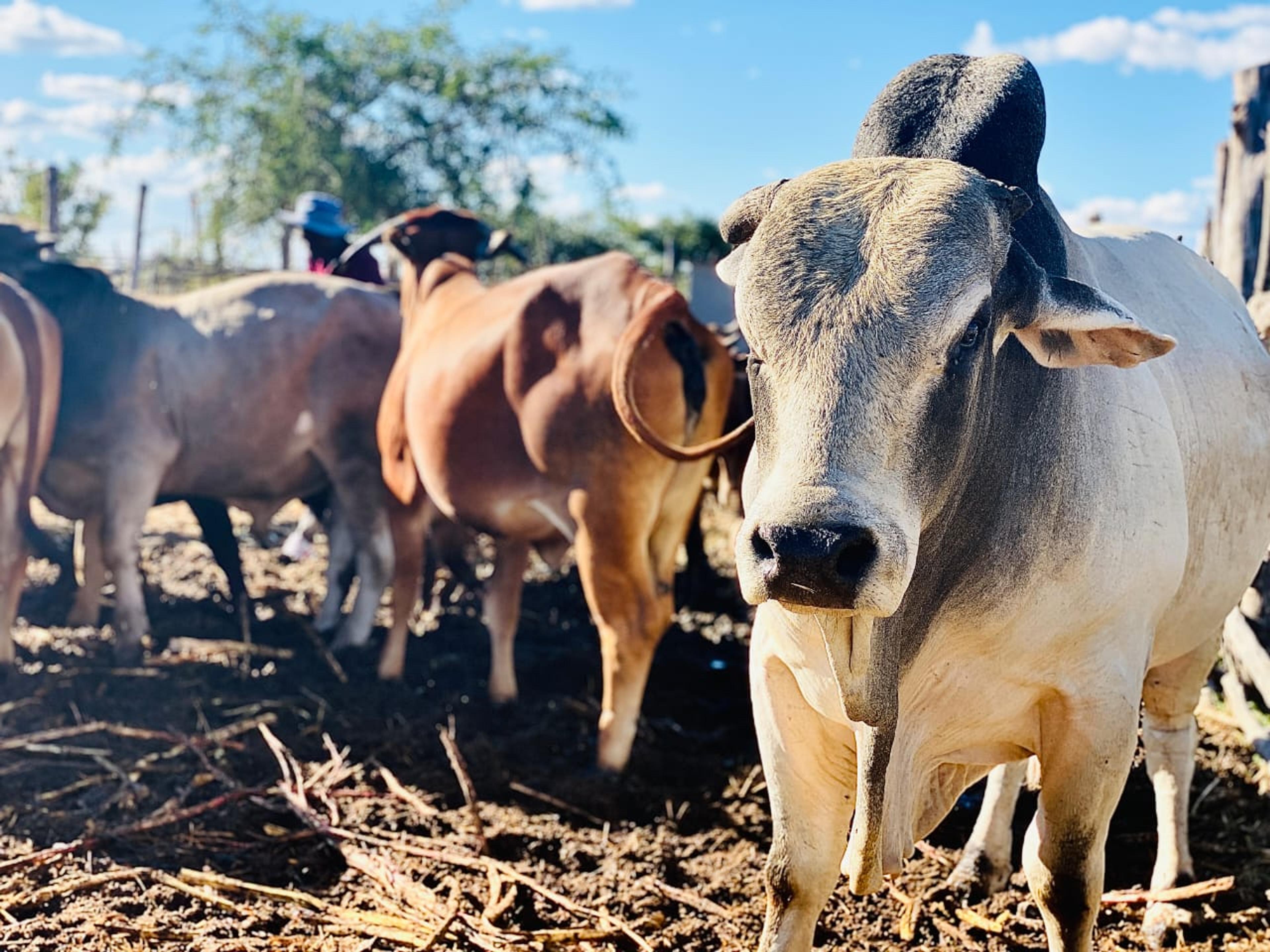 Zim Ag Show 2021 — frame 10