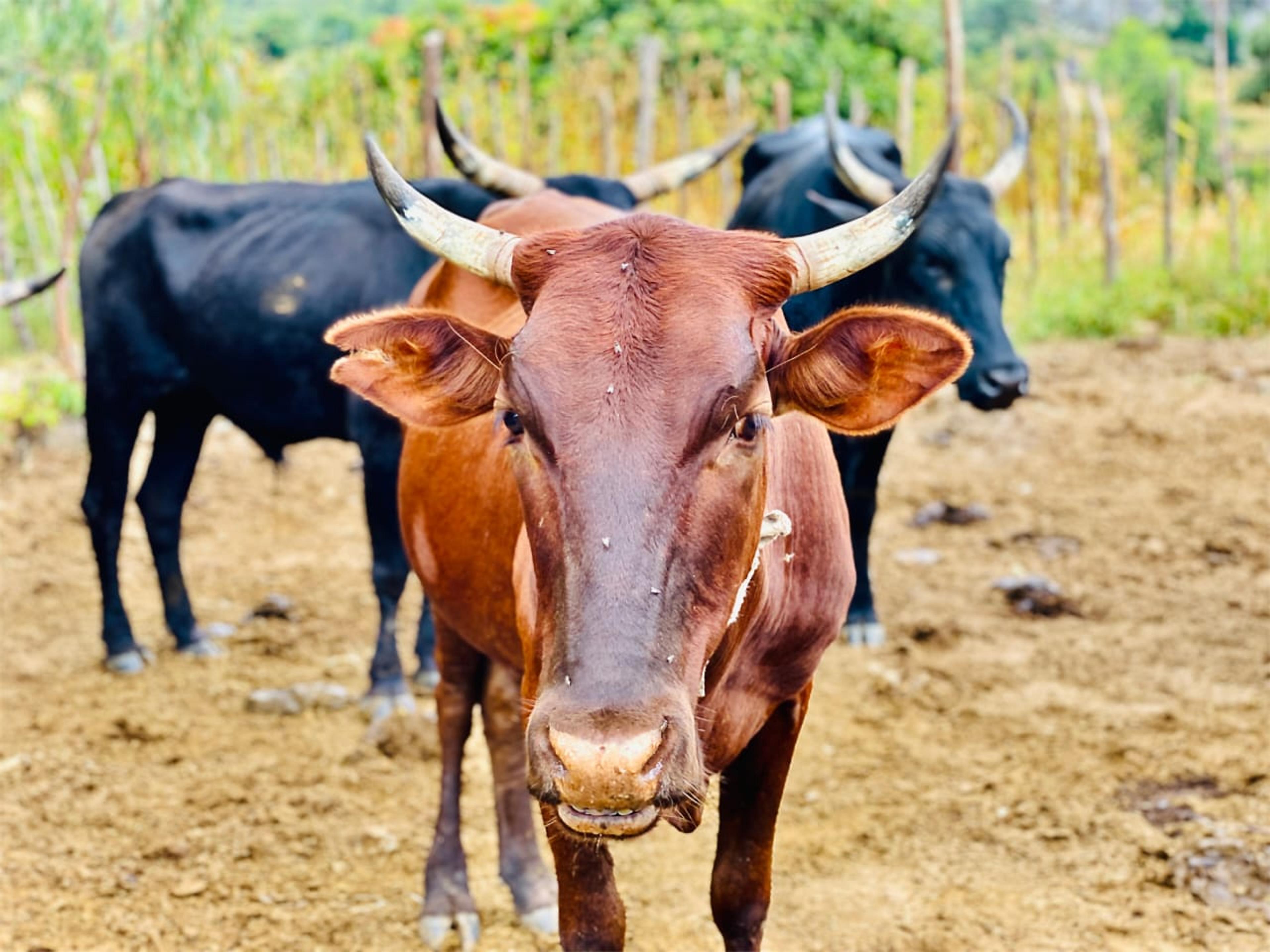 Zim Ag Show 2021 — frame 07