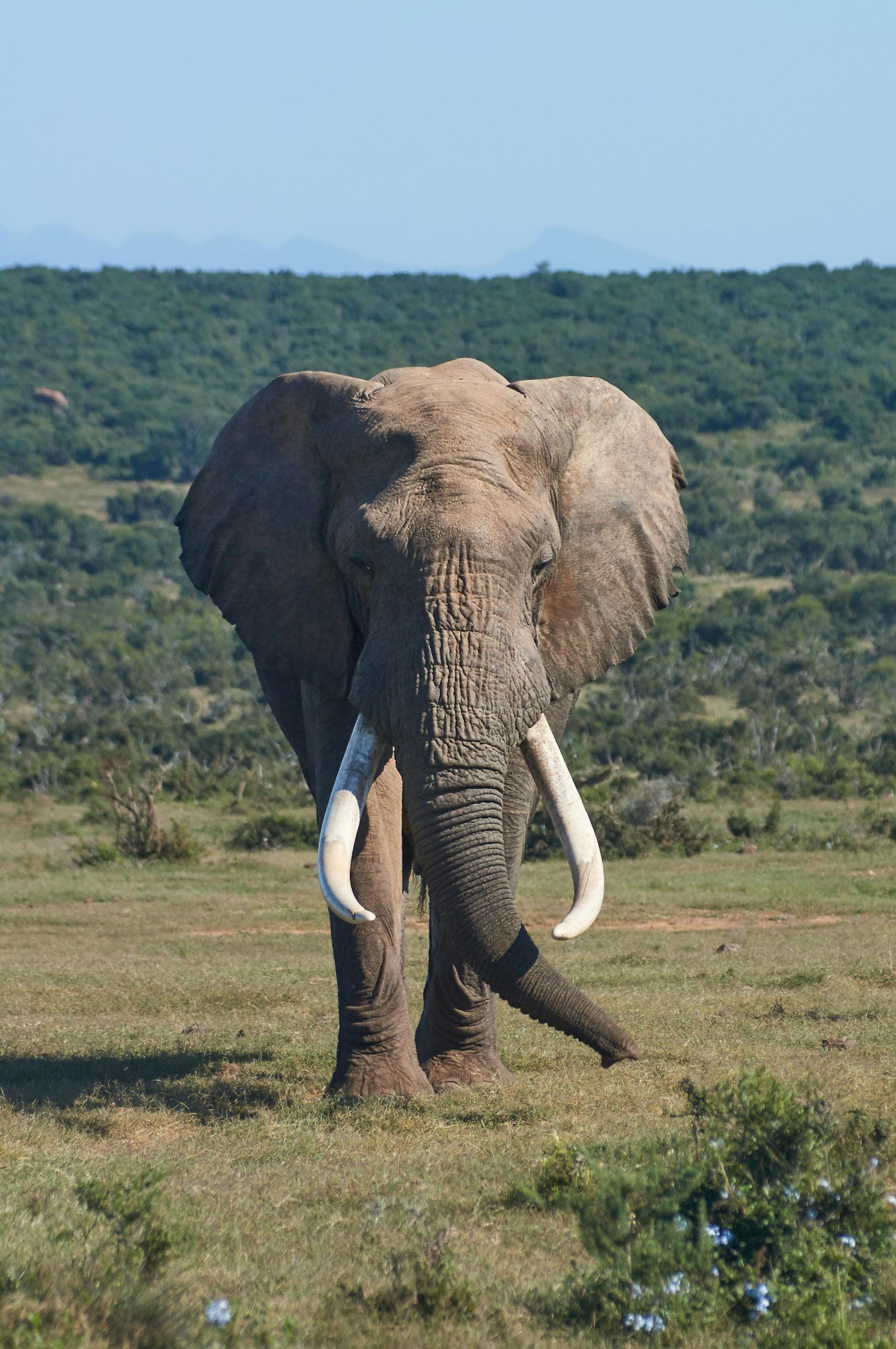Hwange Big Five