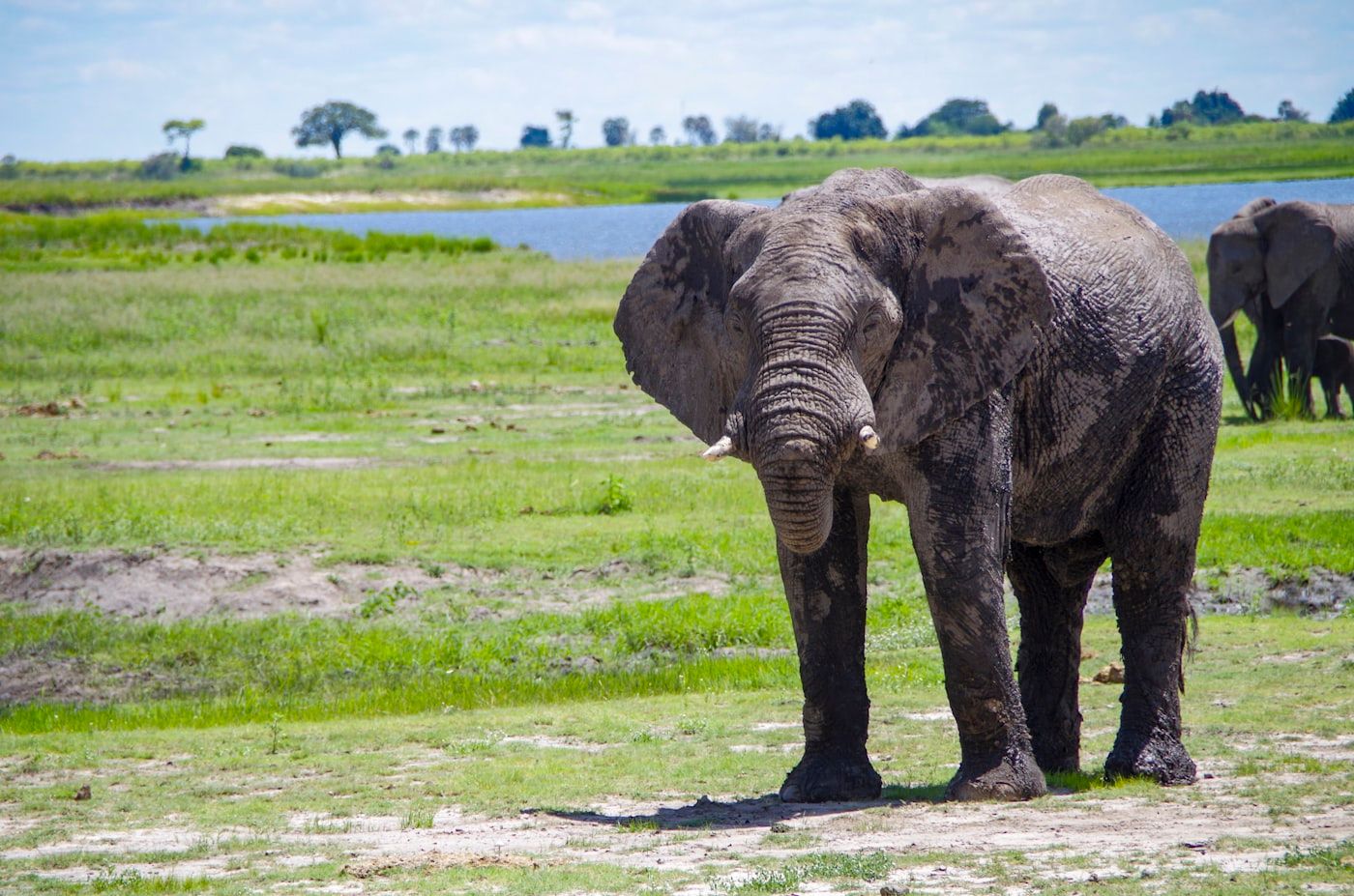 Chobe Day Trip