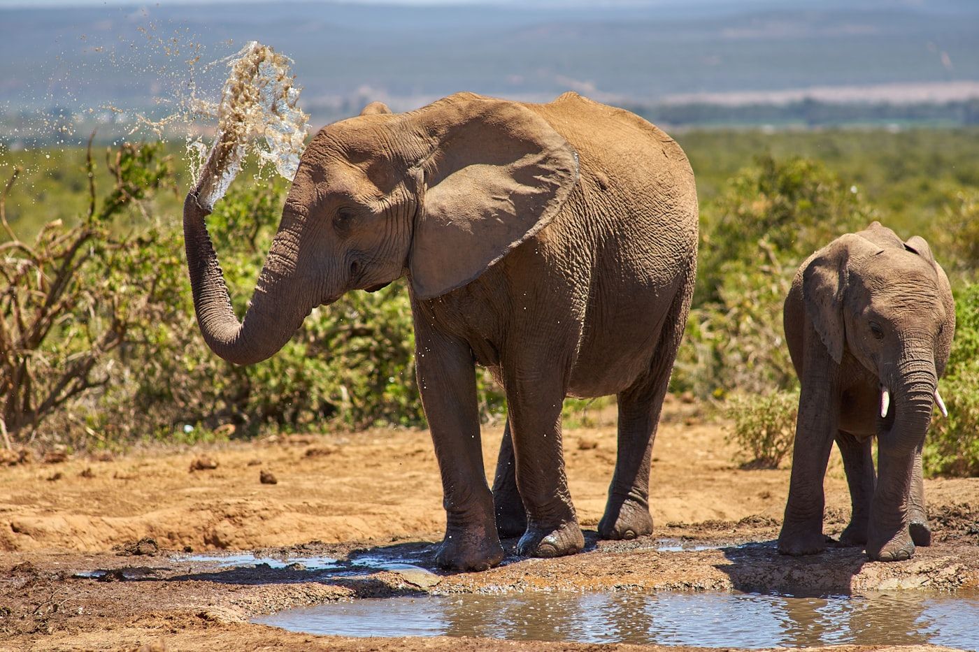 Nine hours with the Hwange elephant census