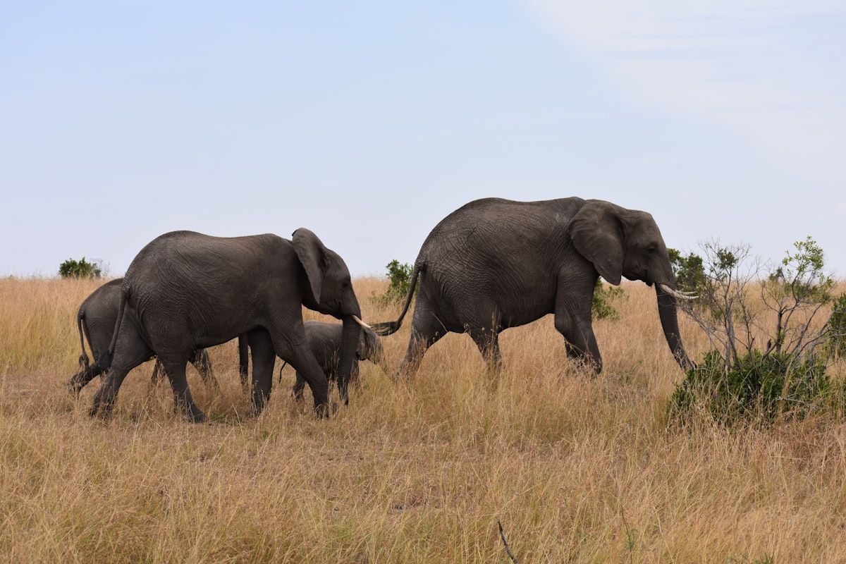 Hwange National Park