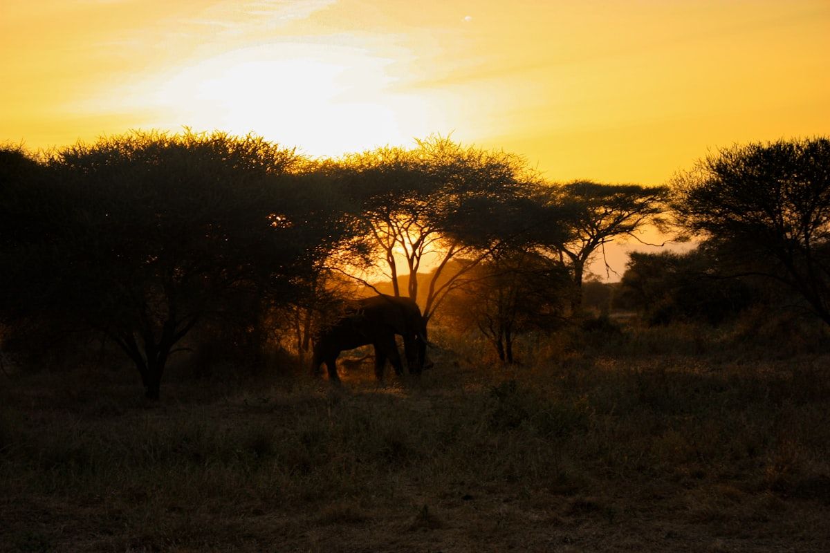 Hwange Elephant Camp