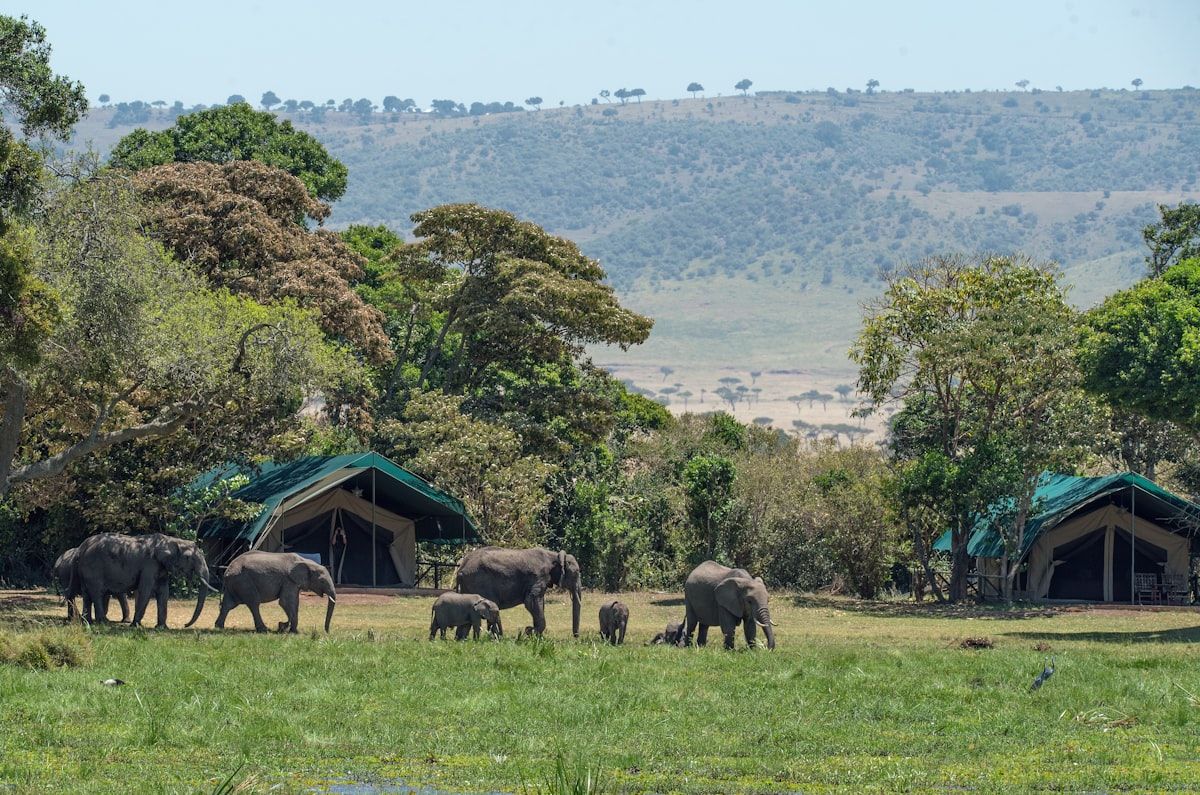 Zambezi Sands Camp