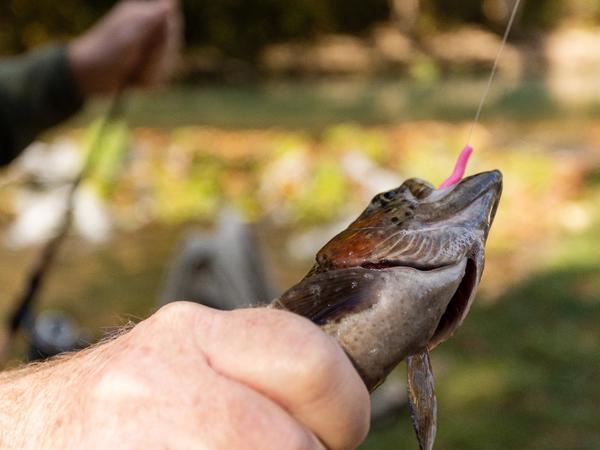 Trout Fishing