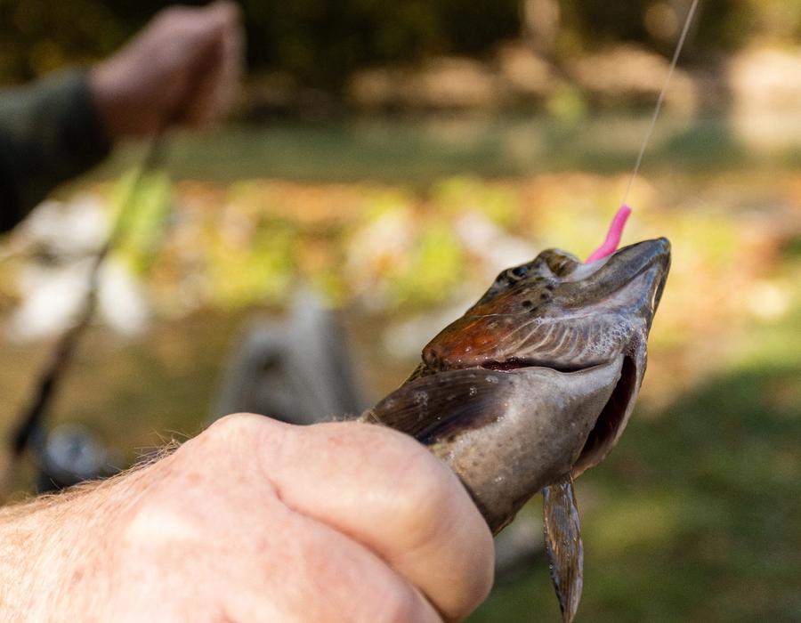 Trout Fishing