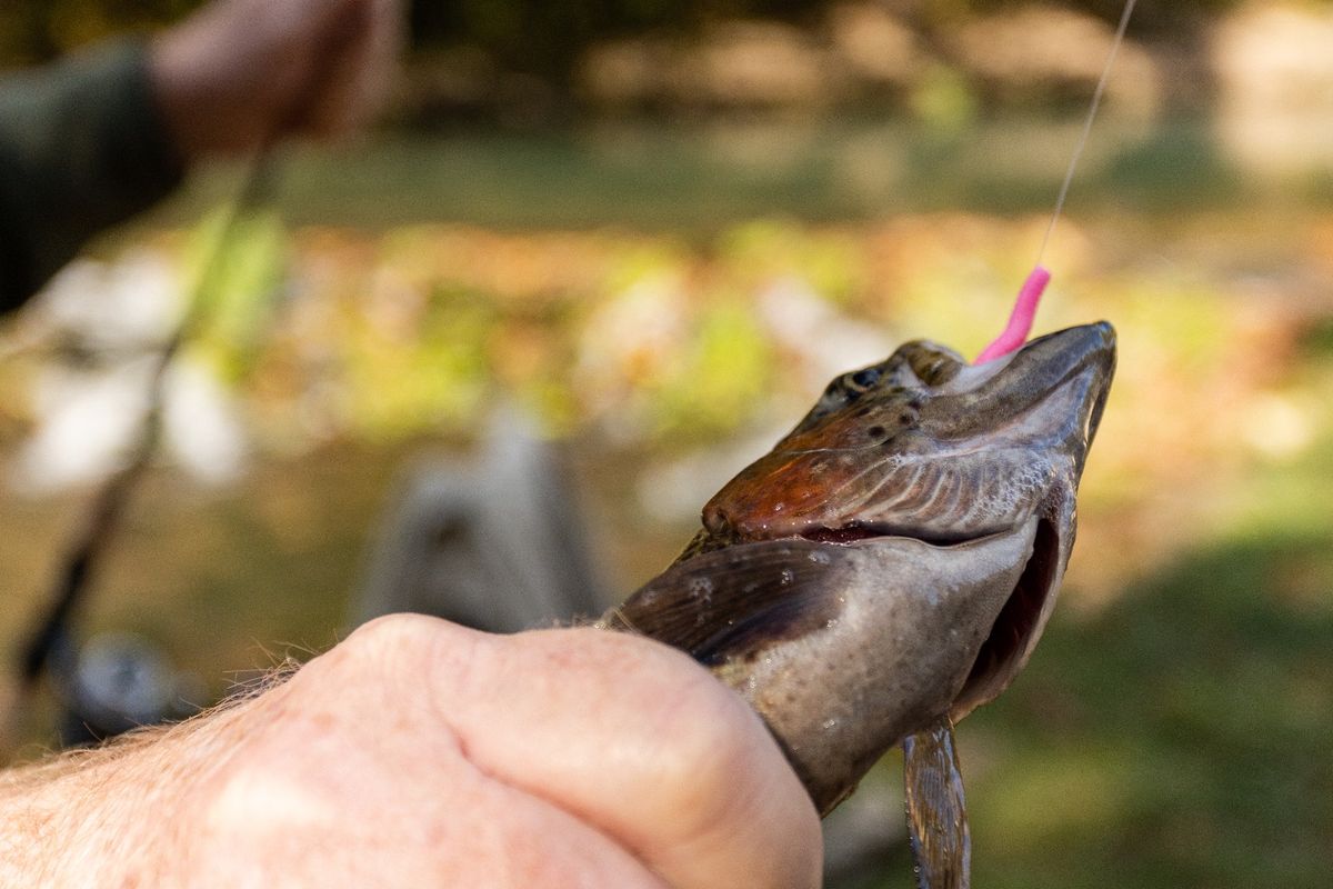 Trout Fishing