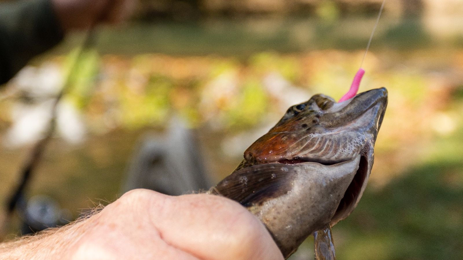 Trout Fishing