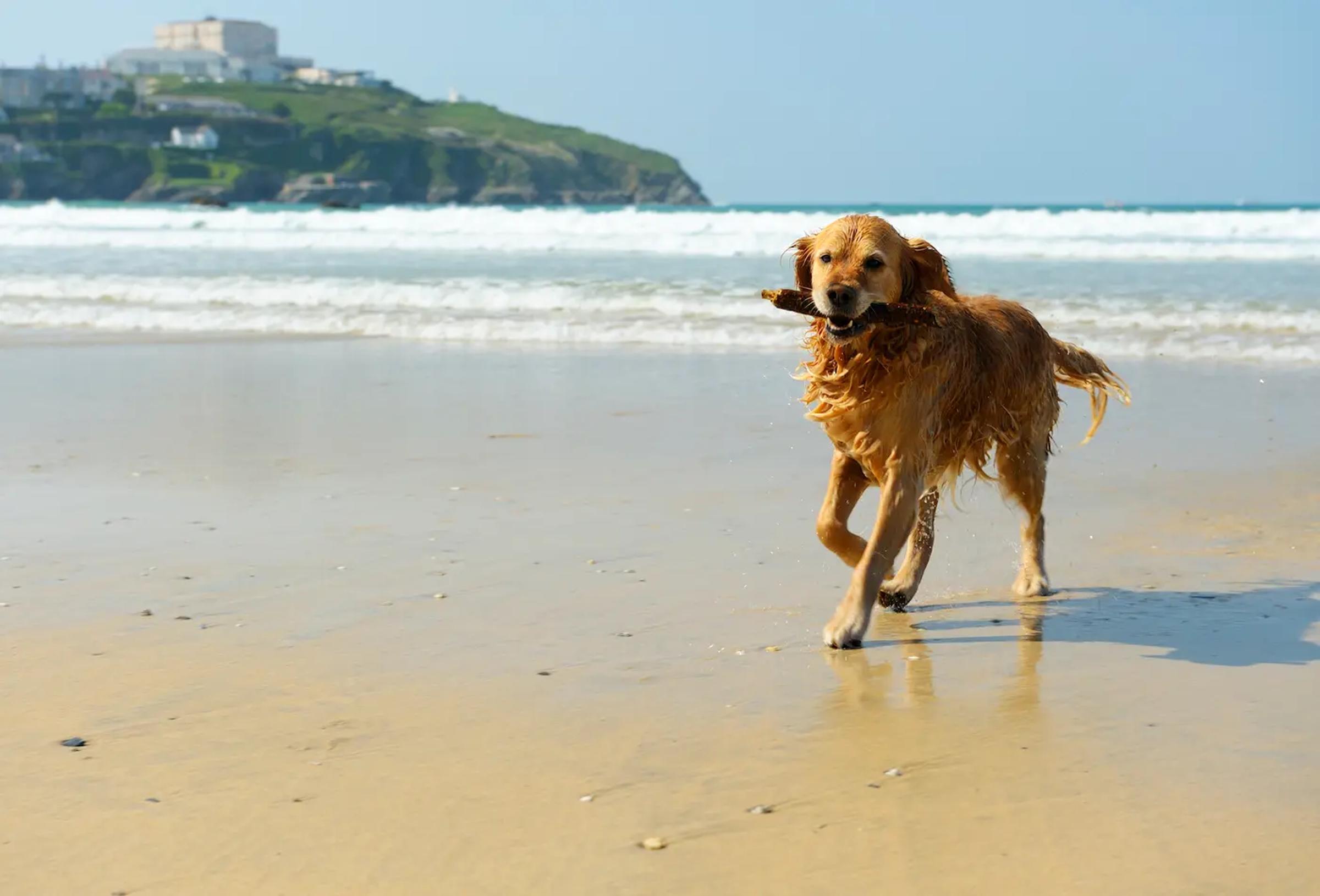 Perro feliz en la playa, sosteniendo un palo en la boca mientras camina sobre la arena.