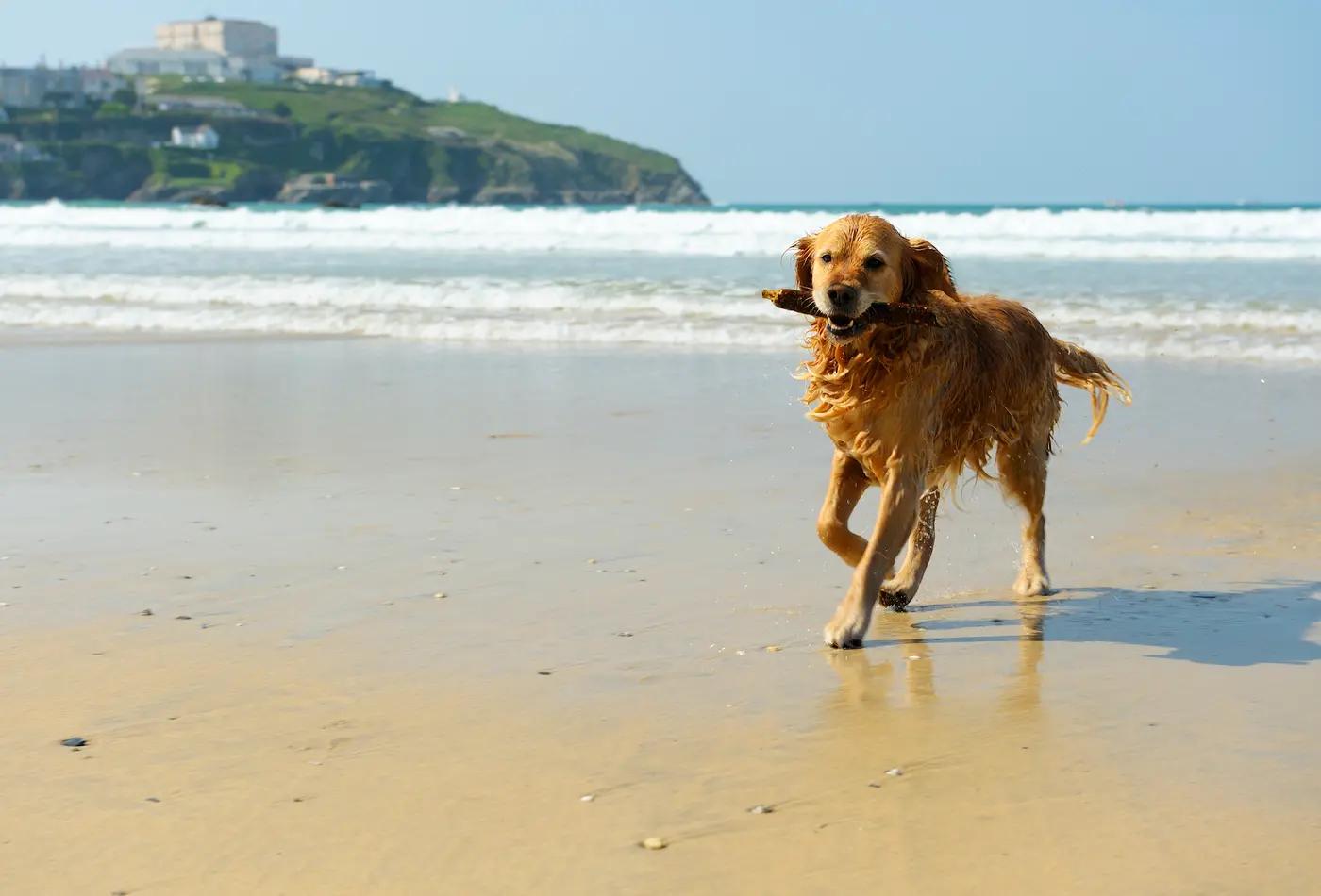 Perro feliz en la playa, sosteniendo un palo en la boca mientras camina sobre la arena.