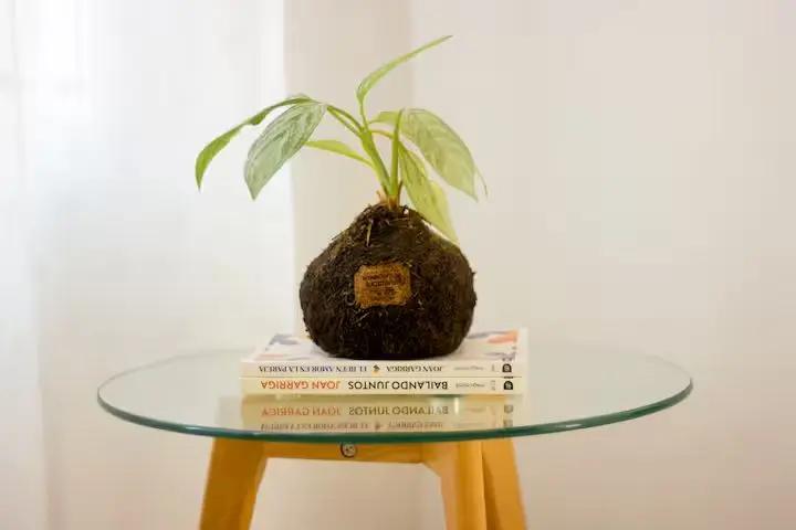 Mesa pequeña de vidrio con dos libros y planta decorativa