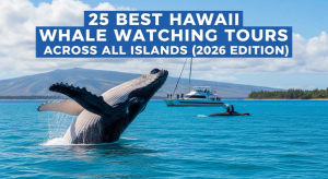 25 Best Hawaii Whale Watching Tours Across All Islands (2026 Edition)