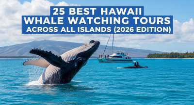 25 Best Hawaii Whale Watching Tours Across All Islands (2026 Edition)