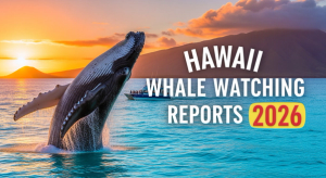 Hawaii Whale Watching Reports 2026 – Daily Sightings & Live Tracker Links