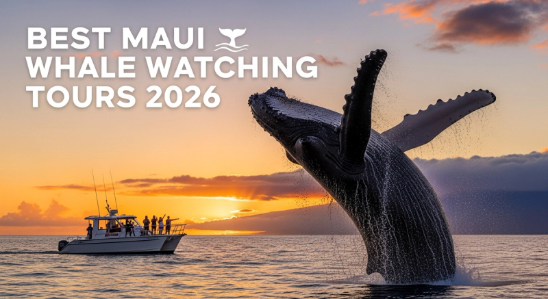 Best Maui Whale Watching Tours 2026 – Ranked by Boat Type, Price & Reviews