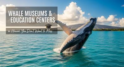 Whale Museums & Education Centers in Hawaii You Don’t Want to Miss