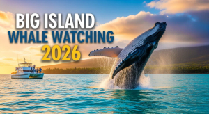 Big Island Whale Watching 2026: Top Tours, Season Dates & Secret Spots