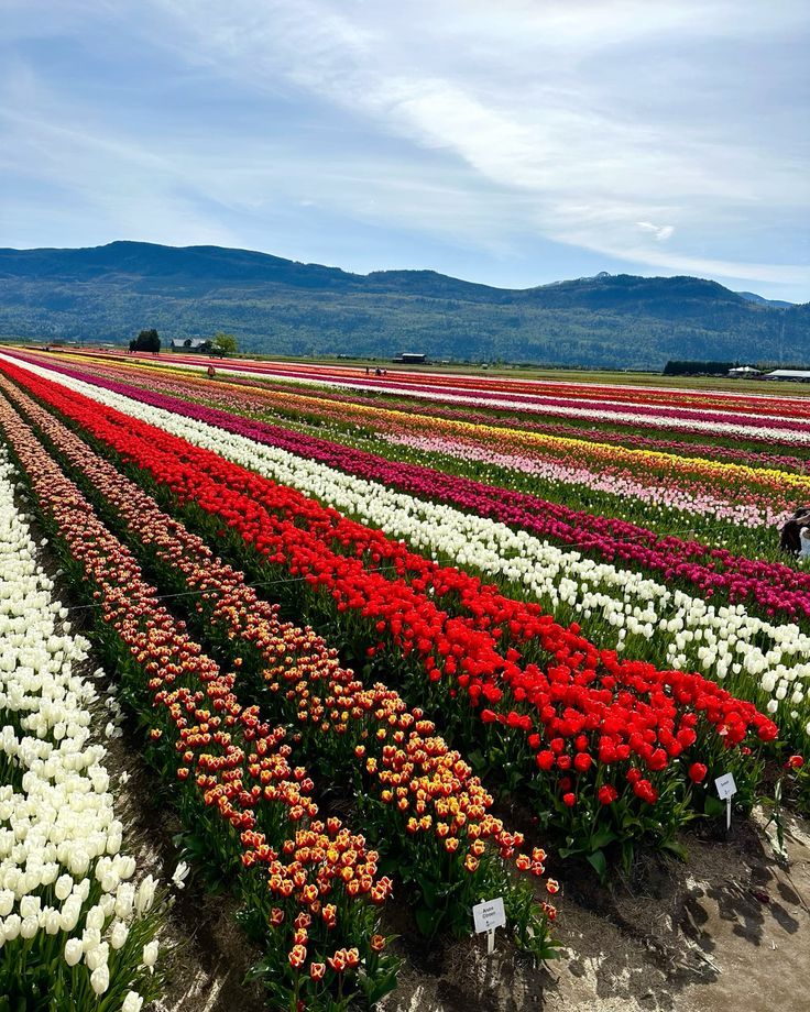 Kashmir Tulip Festival