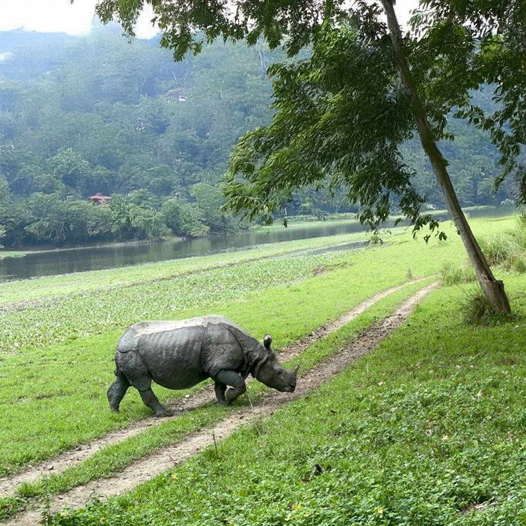 Kaziranga Meghalaya Tour Package