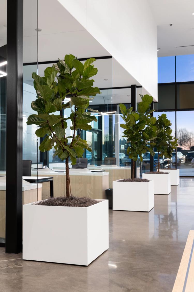 Planters and windows in the showroom.