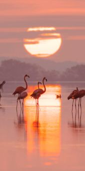 Costa yucateca. Flamingos y buena vida
