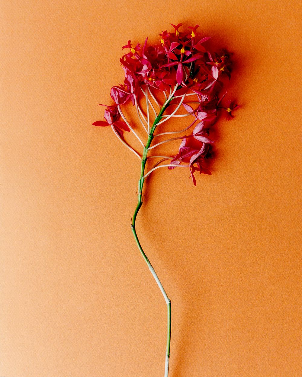 A decorative image from Usal Project