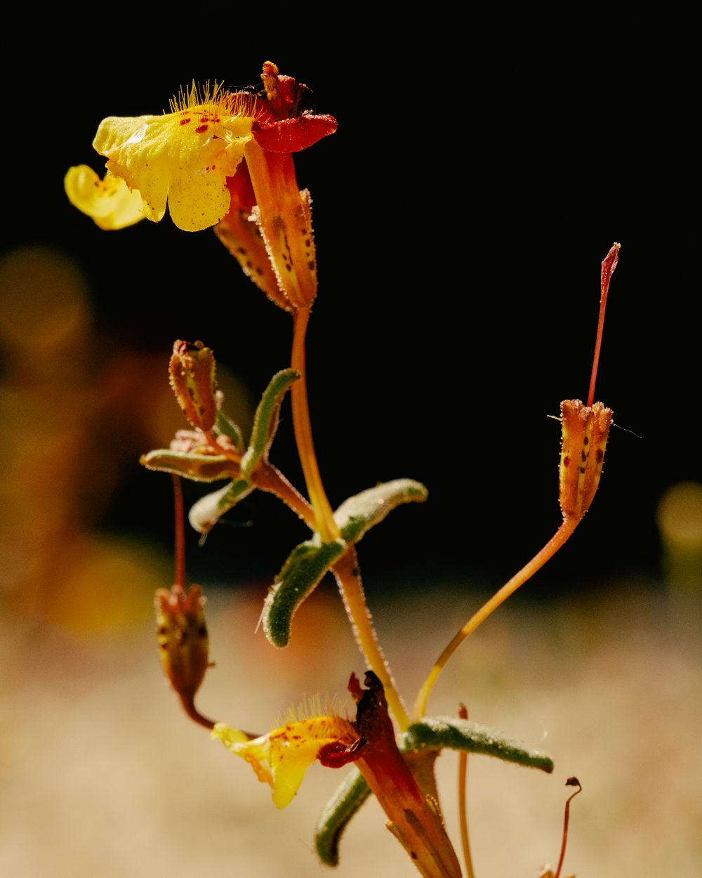 A decorative image from Usal Project